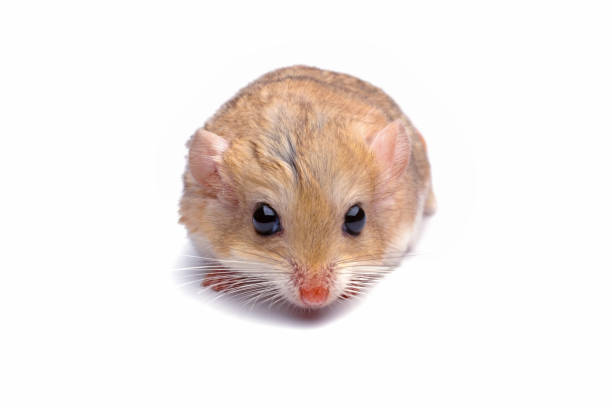 close-up of a gerbil fat tail - mouse gerbil standing hamster ストックフォトと画像