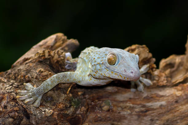 istock tokay gecko on wood 1940113687