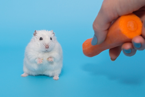 Woman's hand gives a Dzungarian white hamster fresh carrots, on a blue background.
