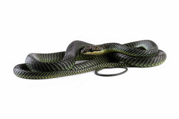 istock Female flying snake or gliding snake, Chrysopelea 1940118068