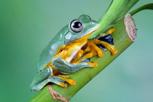 Photo of flying tree frog sitting on branch, Rhacophorus reinwardtii