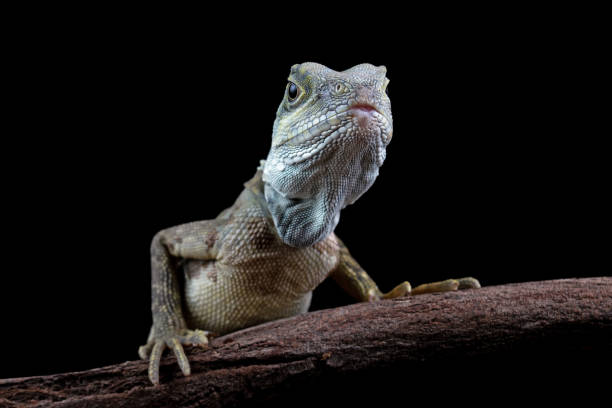 Close-up of a hypsilurus magnus forest dragon lizard sitting on a branch in the dark dragoon mountains photos stock pictures, royalty-free photos & images