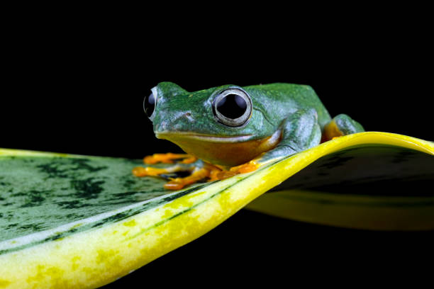 istock flying tree frog sitting on branch, Rhacophorus reinwardtii 1940128954