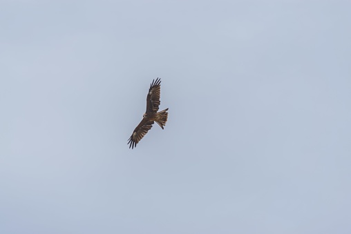 An eagle is flying above the Tottori sand dunes, searching for targets.