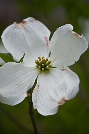 upclose photo of a dogwood flower