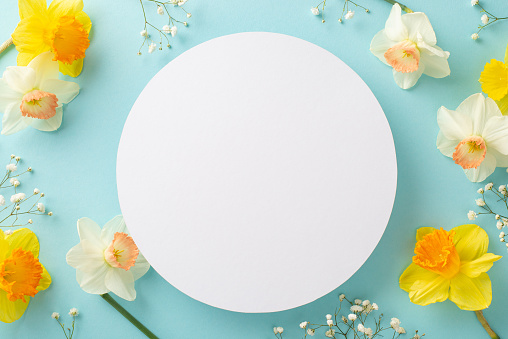 Fresh white and yellow daffodils bloom in springtime. Top-down shot captures the beauty of daffodils and gypsophila flowers on a soft pastel blue backdrop, empty circle perfect for text or advertising