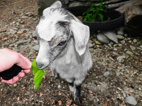 A goat kid eating a green leaf from a human hand. The small fawn sits in a rural yard, in a countryside village. The baby goat is white.