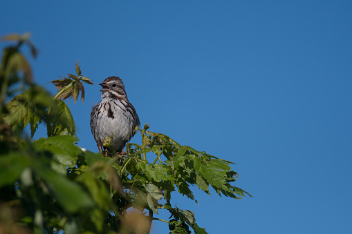 Song Sparrow with blue sky inthe background during spring in New York