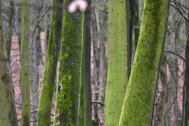 istock Jasmund National Park primeval forest 1940176942