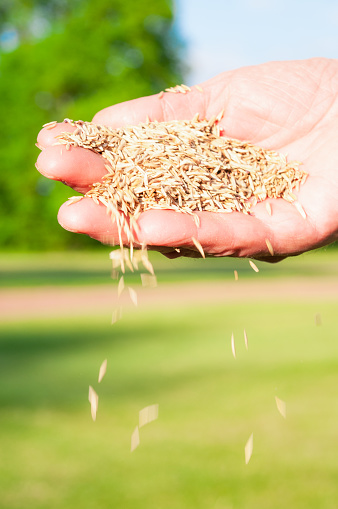 Close up of a man's hand as he pours a handful of grass seed on a lawn in late spring, during May.
