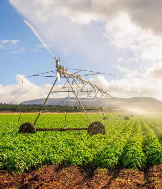 Photo of Irrigation on potato crop