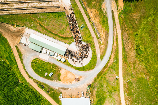 An aerial view of cows being milked at a modern cowshed in New Zealand's Waikato region.