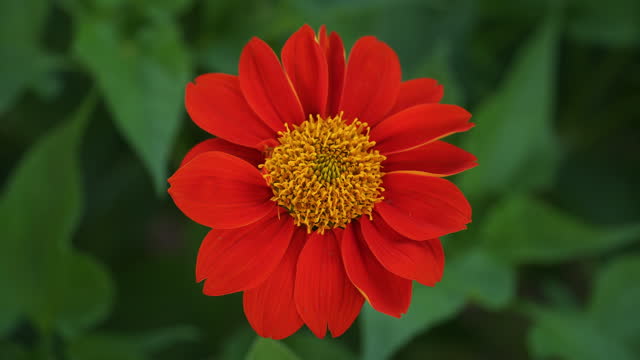 Close-up view of a Mexican sunflower (Tithonia rotundifolia) with red and amber stamens.