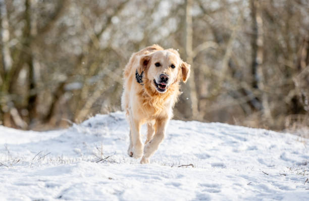 istock Golden Retriever Joyfully Runs On Winter Walk In Park 1940201537
