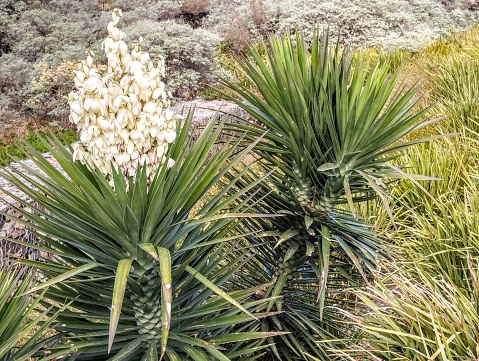 At a parking place near Noordhoek I discovered these two Yucca plants, one beautifully blooming the other one with two green stems simply being beautiful in his own right. The Yucca treculeana is a species in the family Asparagaceae. The plant has large, dark green, straight leaves in a dense rosette with a sharp tip and cream-colored, bell shaped flowers. After blooming the Yucca produces multiple seeds. An absolute beauty of nature.