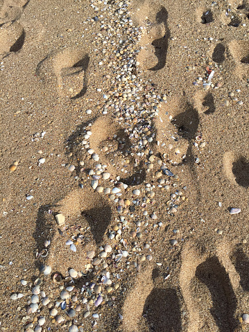 High angle view footprint and seashells on beach sand