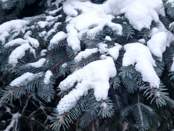 istock The branches of the blue spruce under the snow close-up. Selective focus. 1940206708