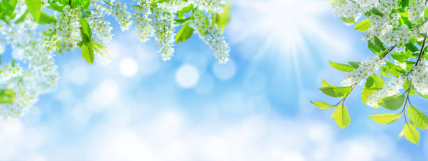 istock Natural bright background with blooming bird cherry tree. 1940211419