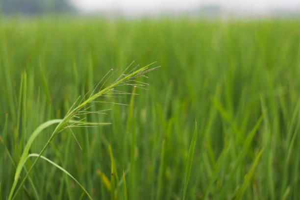 Newly sprouted rice in the paddy field