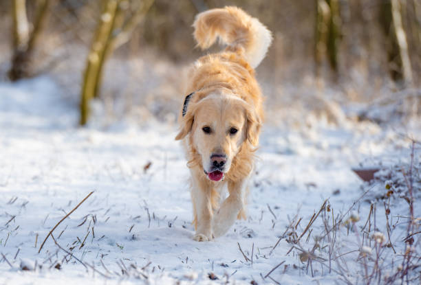 istock Golden Retriever Joyfully Runs On Winter Walk In Park 1940215862