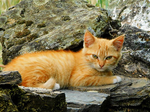 cat in the street of a ancient village in Spain