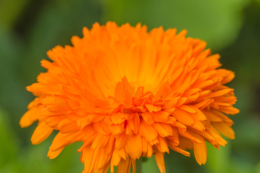 Close up for one orange flower, marigold on a green natural background