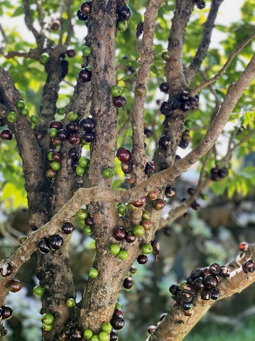 Jabuticaba or Jaboticaba (Plinia cauliflora) on the tree ready to be harvested. Brazilian fruit tree from the myrtaceae family, native to the Atlantic Forest. Jabuticaba is the native Brazilian grape.