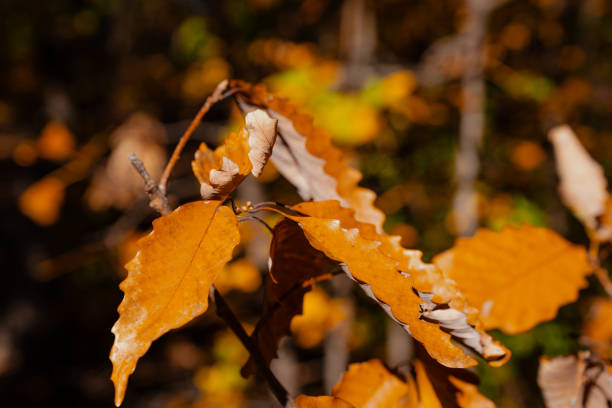 Fall leaves, close up and abstract, in the sunshine, brown