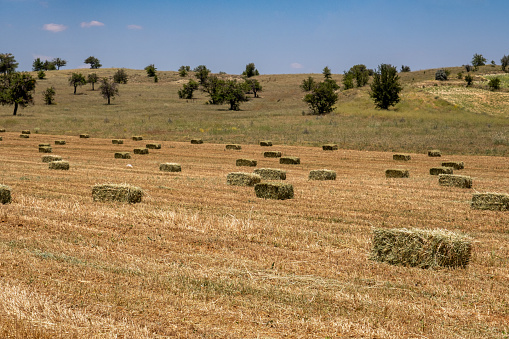many hay bales in the field outdoor rural area harvest.Less cloudy weather.Agricultural activity.Cattle and sheep farming activity.