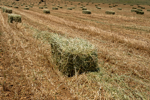 combined harvester bales