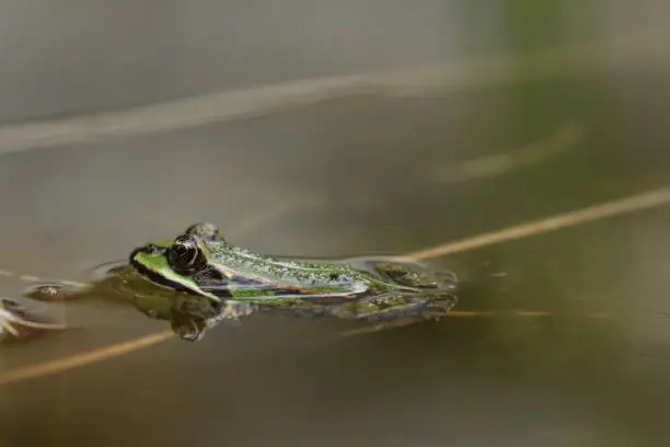 Green frog on a stone