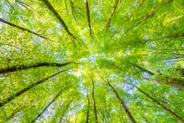 istock A great view up into the trees direction sky in may, Germany 1940262194