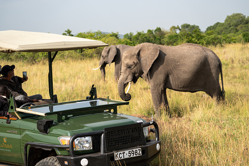 Kenya, Africa - March 9, 2023: Baby elephant walks near a safari vehicle in the Masaai Mara Reserve, as tourists take photos