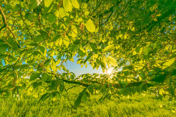 istock A great view up into the trees direction sky in may, Germany 1940278829