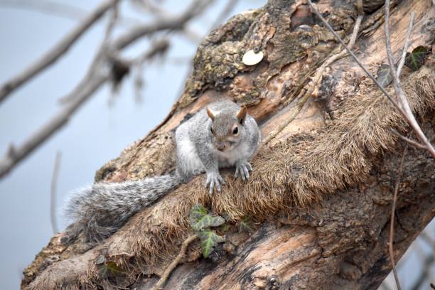 istock Squirrel in Valentino Park - Turin 1940279368