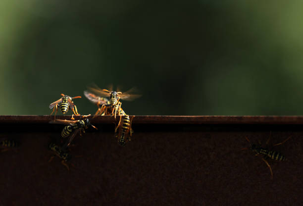 Wasp at the entrance to its nest