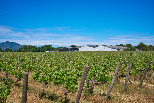 View of a Chilean vineyard in the Colchagua Valley, O'Higgins region, one of the most prestigious wine-growing areas in the South American country.