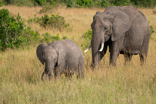 Baby elephant and mother walk through the tall grass in the Masaai Mara in Kenya