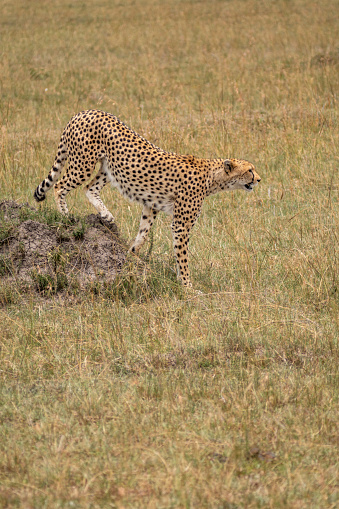 Cheetah, perched on a termite mound, looking for prey. Masaai Mara Kenya