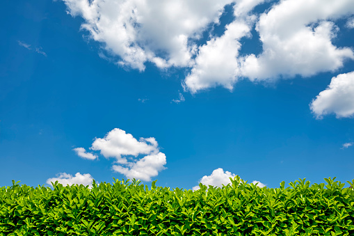 Green growing hedge of evergreen cherry laurel in private garden against blue sky with big white clouds on a sunny summer day