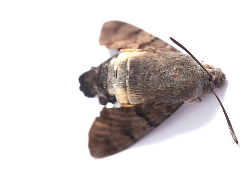 Dead moth insect on white background