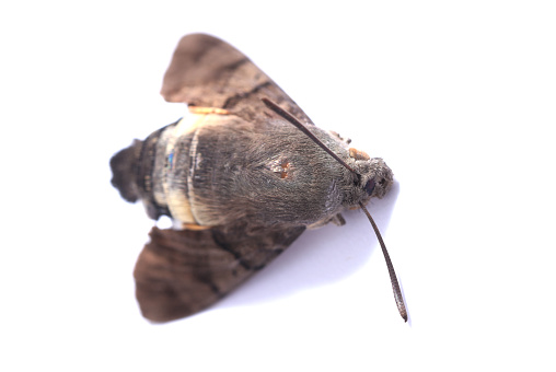 Dead moth insect on white background