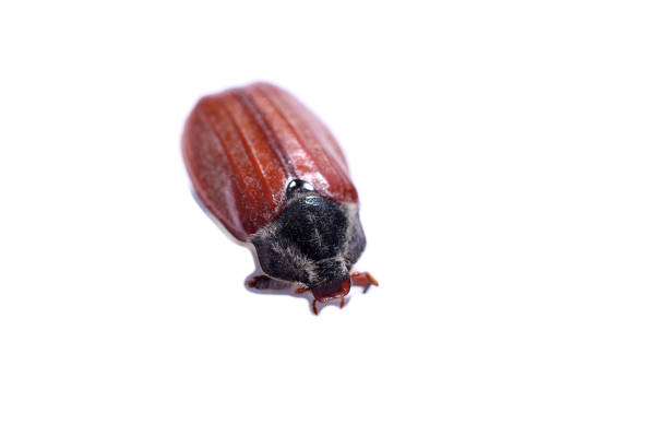 istock Cockchafer scarab beetle insect extinction 1940310828