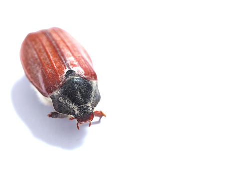 Cockchafer scarab beetle insect extinction