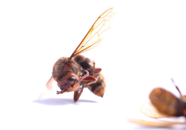 Hornet