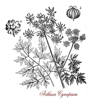 Vintage print of Aethusa cynapium or poison parsley, common poisonous herb with white inflorescences and an unpleasant smell