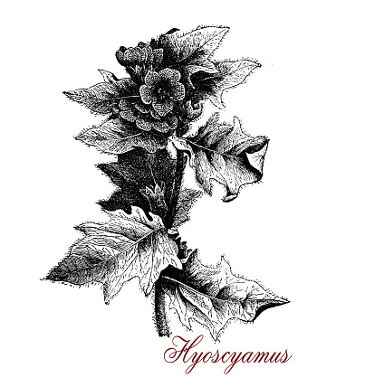 Vintage illustration of Hyoscyamus or henbane toxic plant used in traditional medicine as anaesthetic and for beer flavouring, now cultivated for pharmaceutical purposes and as henbane oil for medical massage