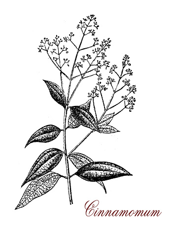 Vintage engraving of Cinnamomum an evergreen aromatic tree or shrub with glossy leaves. A spice (Cinnamon) is obtained from the inner bark used in both sweet and savoury foods