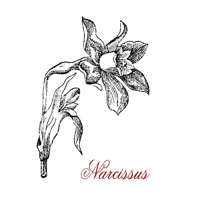 XIX century engraving of Narcissus or daffodil conspicuous flower with six petals and a trumpet shaped corona, generally white or yellow, also with contrasting colors.