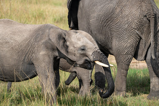 Baby elephant drinks water in the Masaai Mara in Kenya